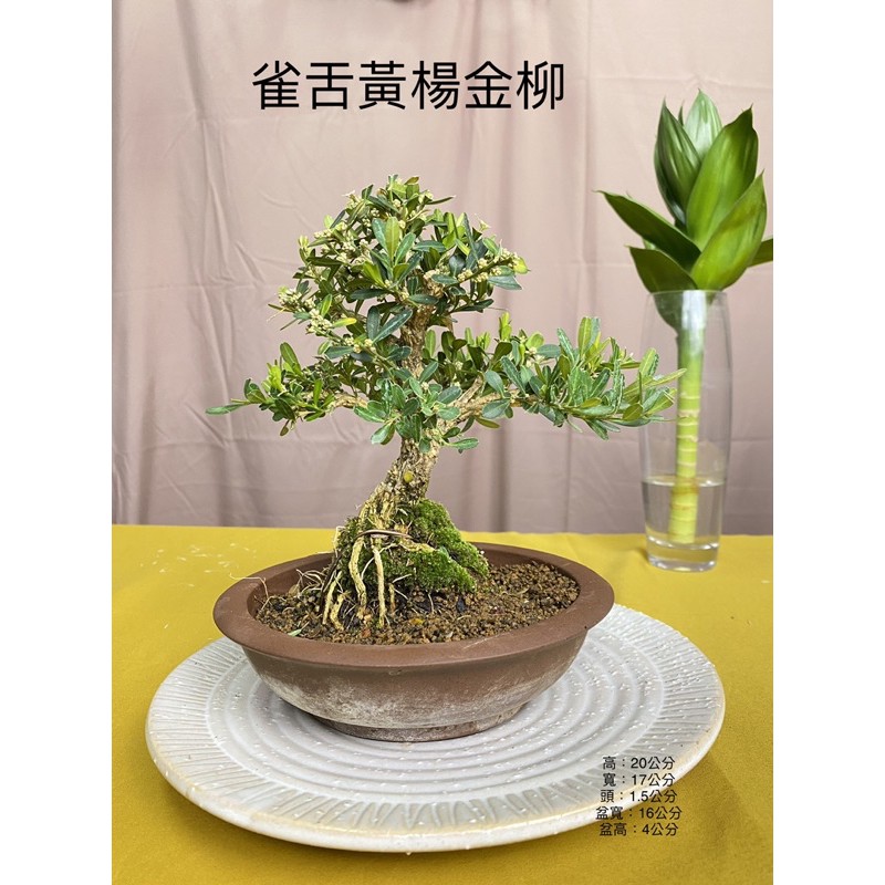 英宏 小品盆栽雀舌黃楊金柳 紫砂盆 蝦皮購物