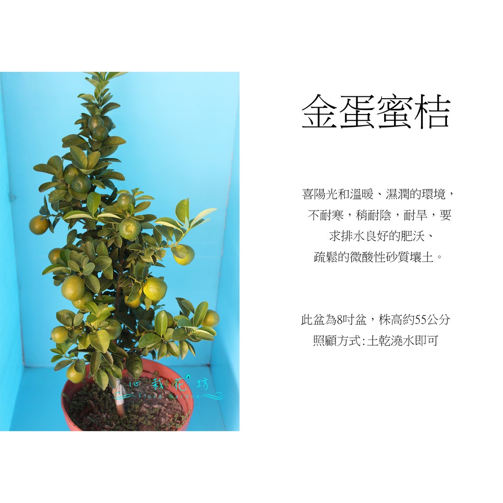 心栽花坊-金蛋蜜桔/8吋/大果金桔/嫁接苗/水果苗/售價360特價300