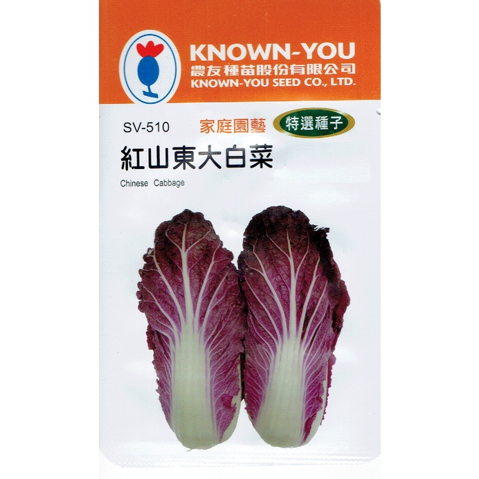 種子王國 紅山東大白菜(Chinese Cabbage) sv-510 【蔬菜種子】 農友種苗特選種子 每包約30粒