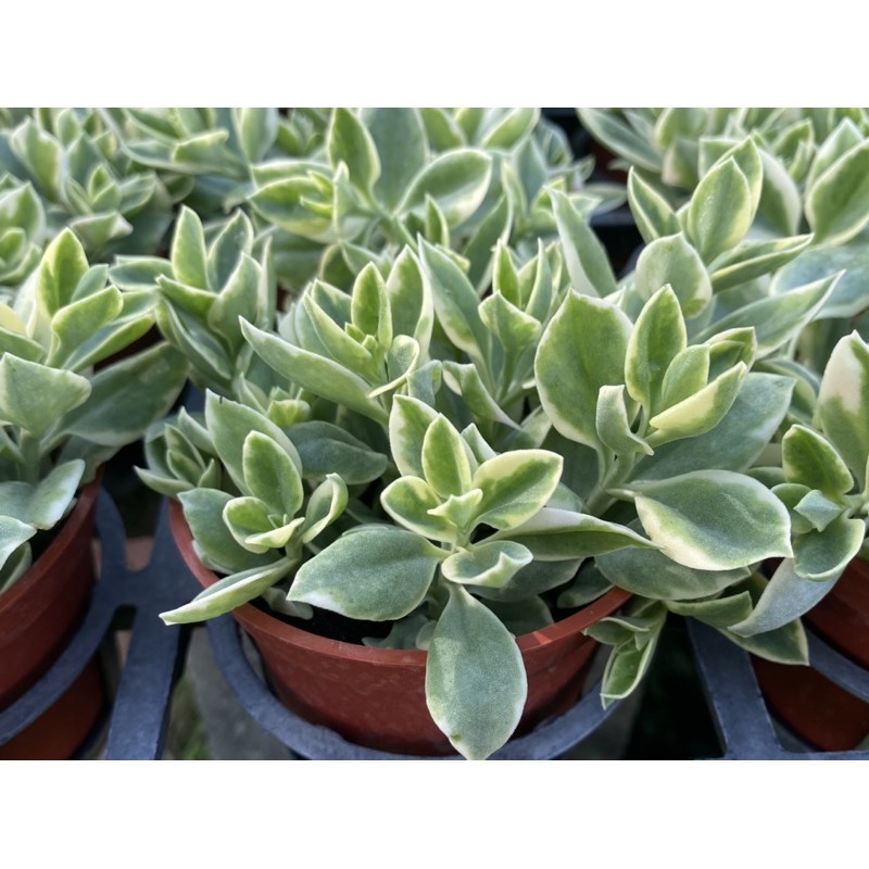 多肉好好買多肉植物花蔓草錦 蝦皮購物