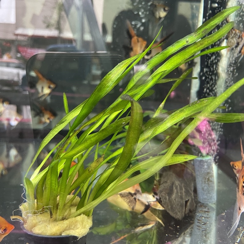 興隆魚蝦坊 水蘭水草盆陰性水草水草造景魚缸擺設無需co2 蝦皮購物