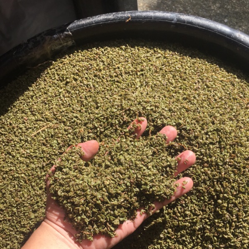 天然日曬有機無毒綠豆殼枕頭1顆5斤內含拉鍊內裡 不含枕頭套 訂單一次一個枕頭如需多個請多次單次訂購 蝦皮購物
