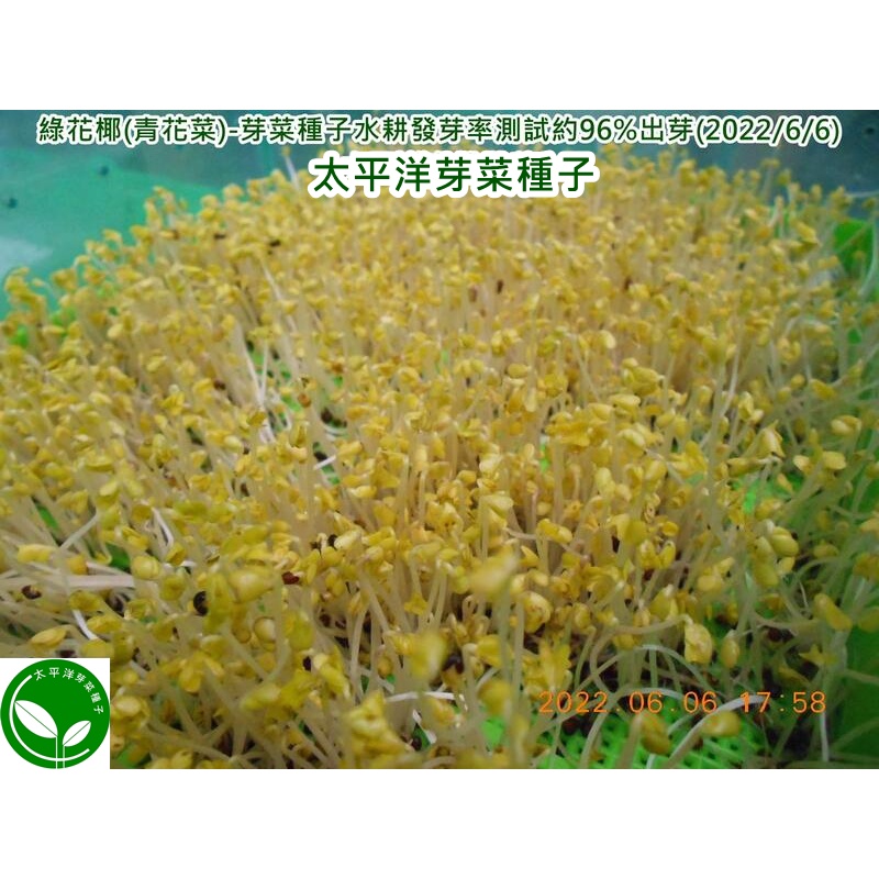 綠花椰種子 青花菜種子 紐西蘭 300g約顆 可水耕 土耕 96 高發芽率 芽菜種子 生菜種子 芽苗菜種子 蝦皮購物
