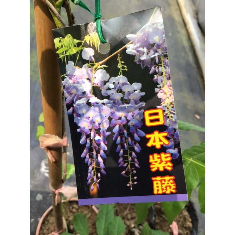 卉迎園藝  日本紫藤花扦插苗高度60公分/觀賞植物/新興果樹