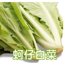 【全館590免運】耐熱小白菜【蚵仔白菜】鵝白菜～約210粒