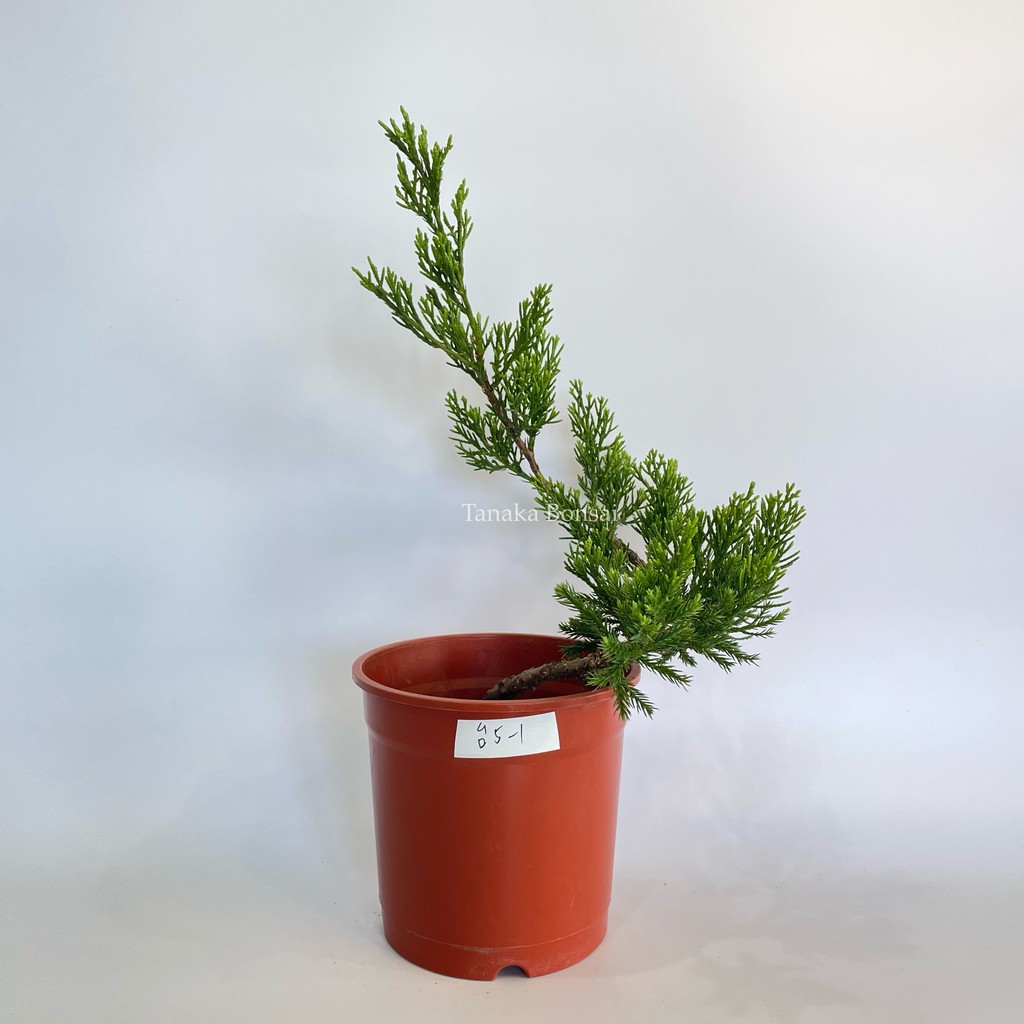 田中園藝tanakabonsai 松柏盆栽 塑形台灣真柏 5吋 蝦皮購物