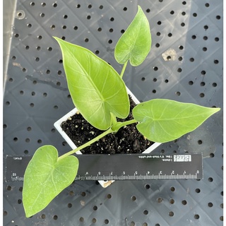 🌵✧植得栽✦【沖繩銀海芋無錦株】天南星 雨林 彩葉芋 觀音蓮 蔓綠絨 龜背芋 斑葉 姑婆芋