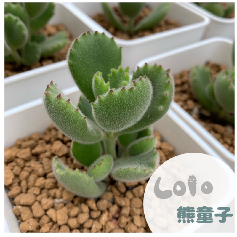 Lolo 多肉植物肥嫩綠熊童子2 5吋裸根根系強壯 蝦皮購物