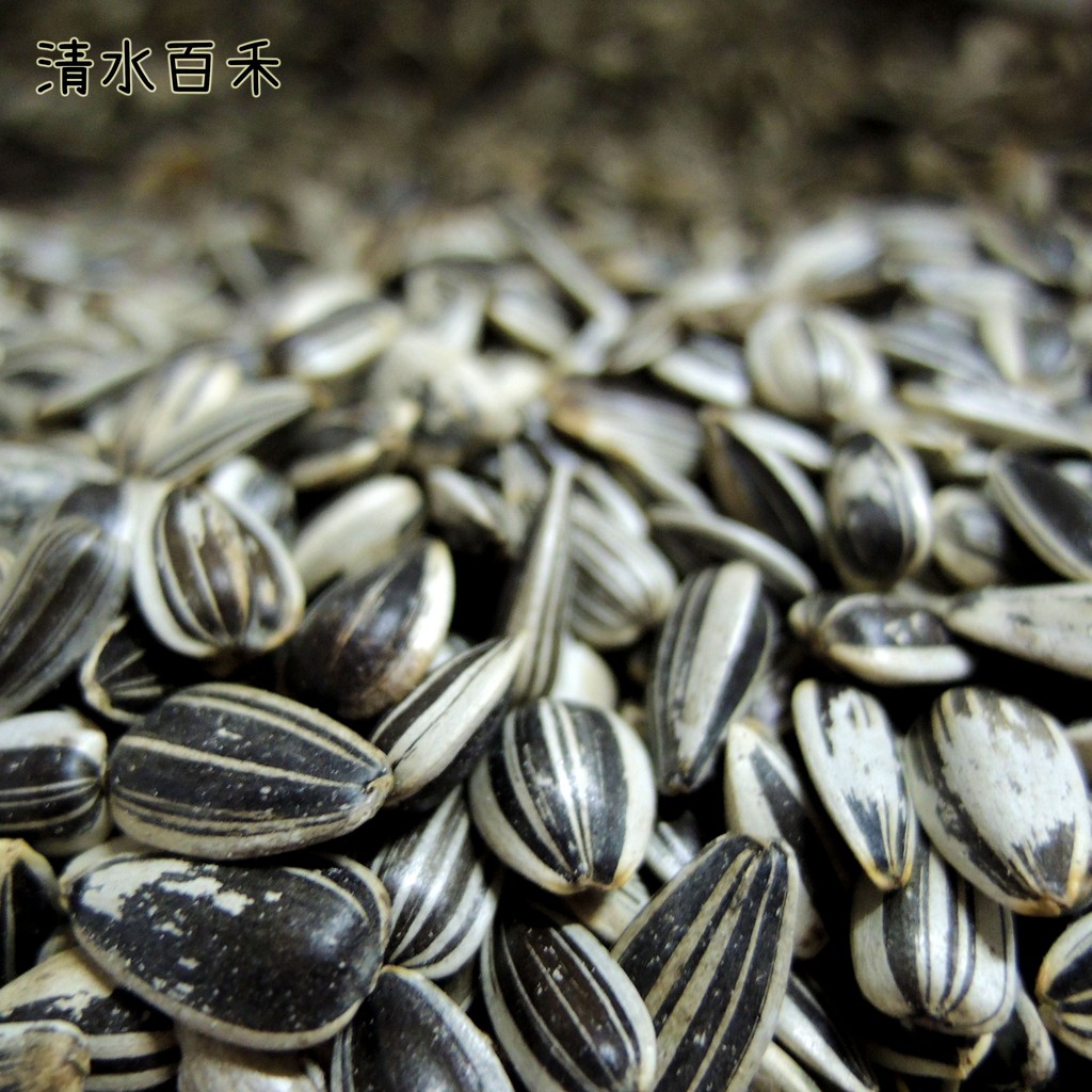 本月新進 美國小葵瓜子 飼料葵花子 中小型鸚鵡飼料 玄鳳虎皮牡丹橫斑 倉鼠黃金鼠楓葉鼠飼料 1臺斤 蝦皮購物