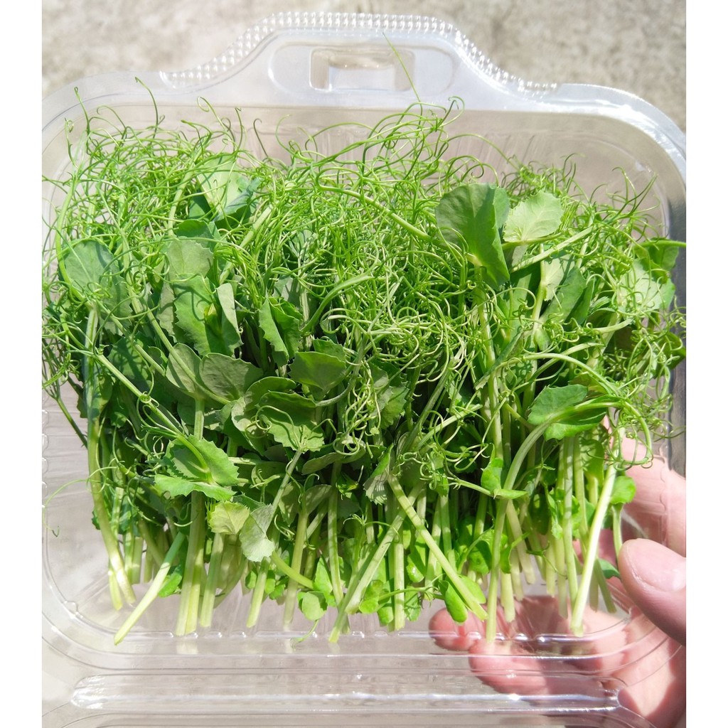 雪豆苗microgreens 擺盤沙拉盤飾西餐芽苗100g 蝦皮購物