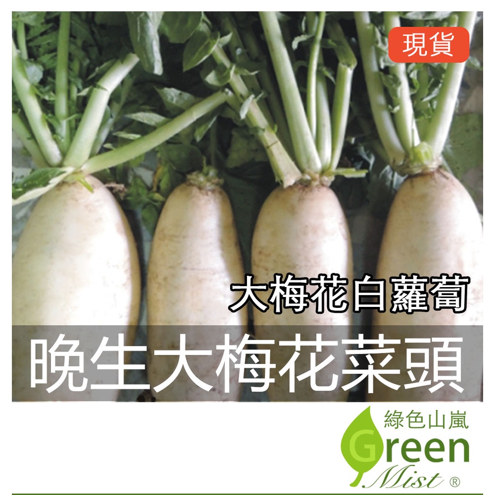 現貨 晚生大梅花蘿蔔 約500粒種子 梅花蘿蔔梅花菜頭梅花白蘿蔔蔬菜種子 綠色山嵐 蝦皮購物