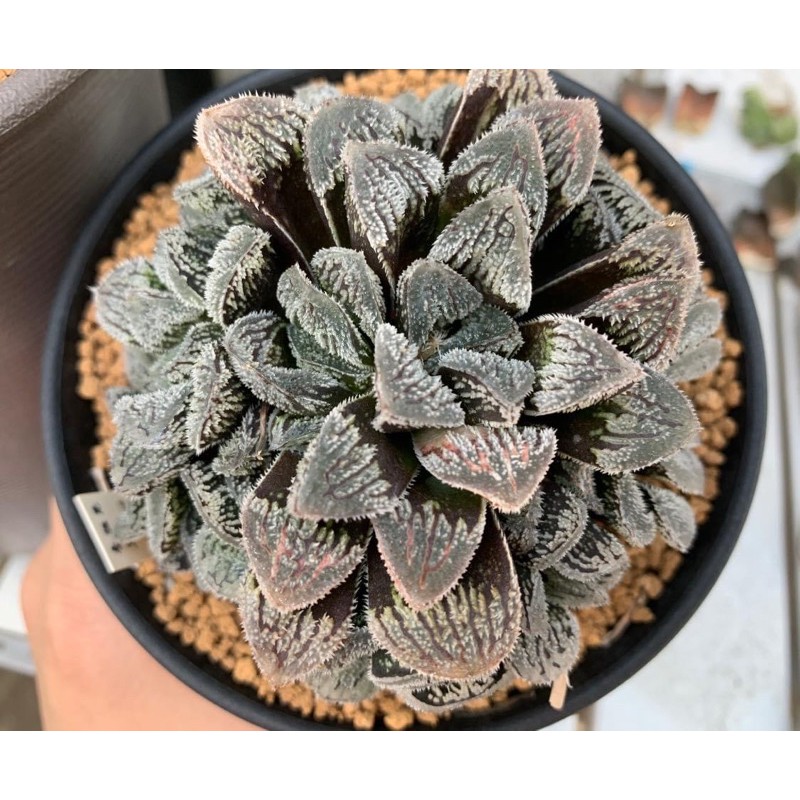雪兔壽 Bj多肉植物 Haworthia Yukiusagi 蝦皮購物