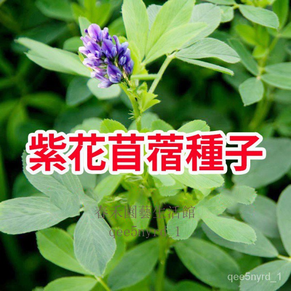 當年采新籽 富益春家居生活 紫花苜蓿種子多年生四季養殖牧草苜蓿草ebmg 蝦皮購物