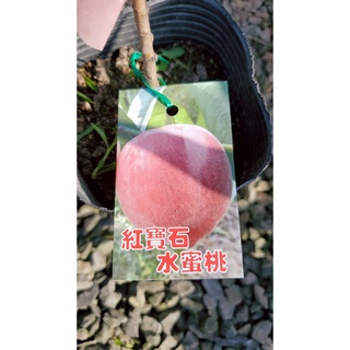 李家果苗 紅寶石水蜜桃 4吋半盆 嫁接苗 平地品種 果肉細白 多汁香甜 高度40-50公分 單價200元 特價180元