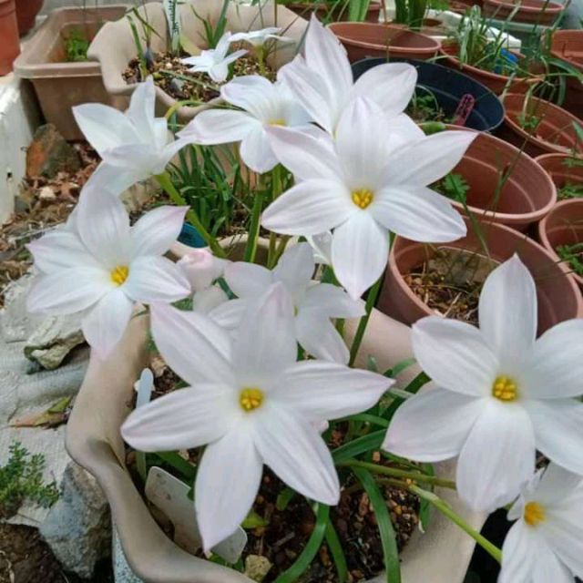 白莉莉 風雨蘭 開花期在 春末到秋天 花期常 屬球根類容易種植 蝦皮購物