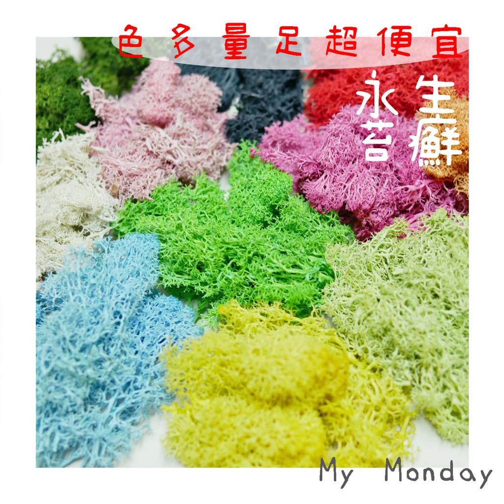 My Monday 衝評價 多色moss 馴鹿苔 永生苔癬 永生水草 馴鹿苔 乾燥花材永生花材桌花花盅 蝦皮購物