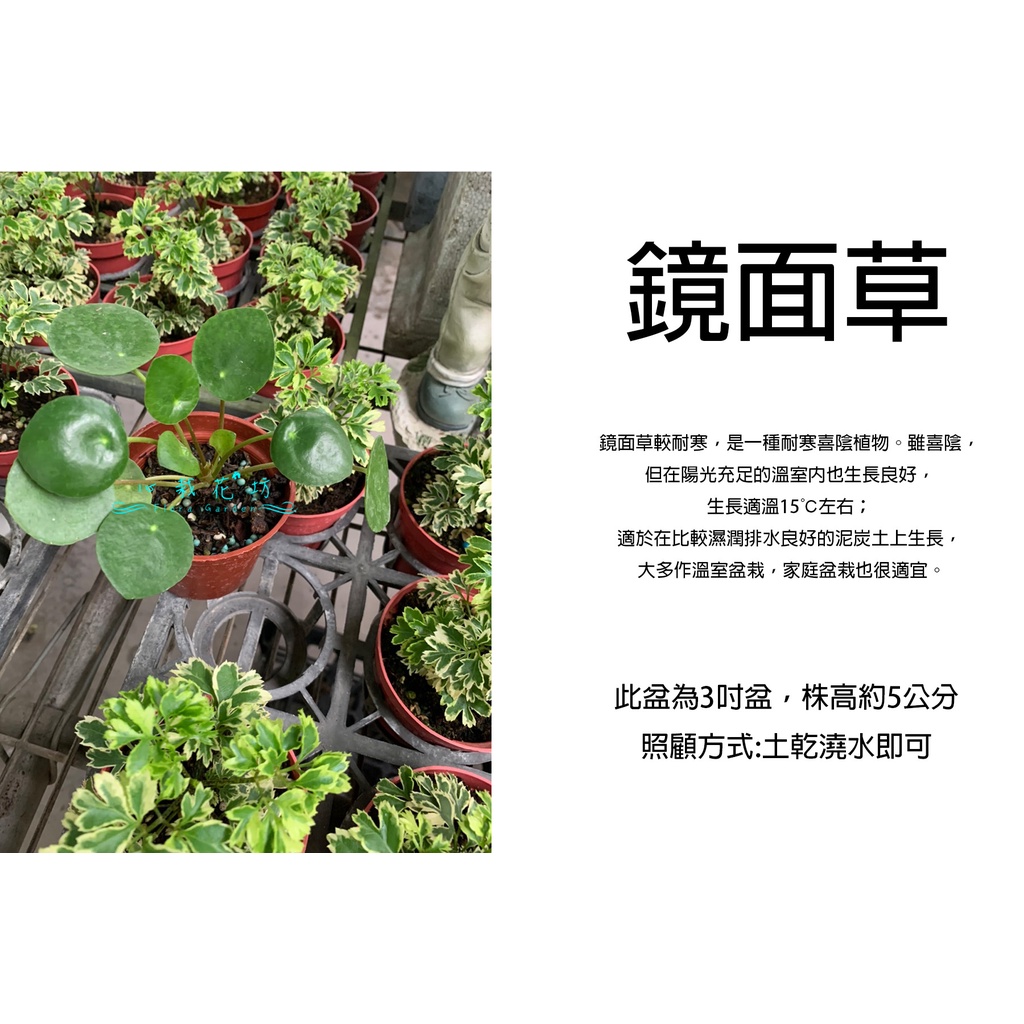 心栽花坊-鏡面草/3吋盆/觀葉植物/室內植物/綠化植物/售價180特價150