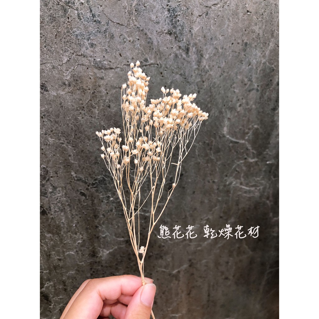 熊花花 乾燥花材木滿天星金雀木滿滿天星乾燥花不凋花永生花空間佈置乾燥花佈置拍照道具ig打卡 蝦皮購物