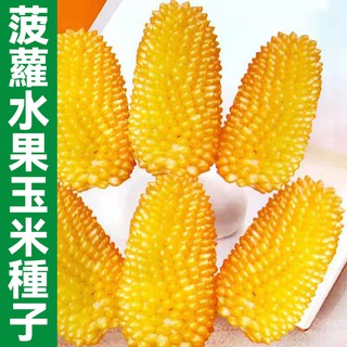 菠蘿水果玉米種子 水果玉米種子 草莓水果玉米種子 甜糯玉米種子 四季播種蔬菜種子 水果種子