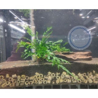 黑木蕨 優惠推薦 21年11月 蝦皮購物台灣