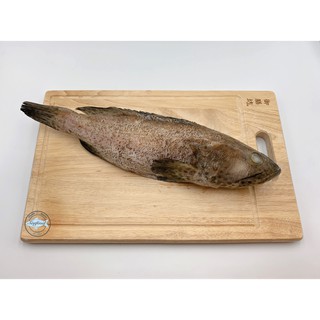 🌊海飯🌊 新鮮野生石斑 // 石斑魚