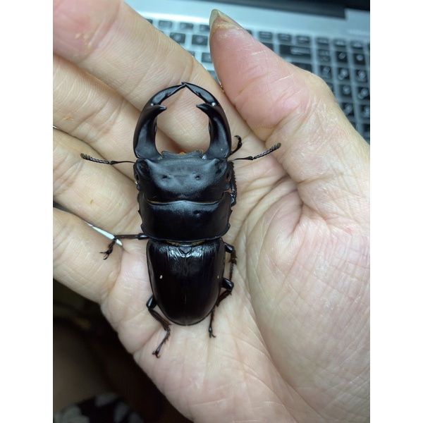 日本大鍬形蟲成蟲 阿古谷日大 母蟲可動模型