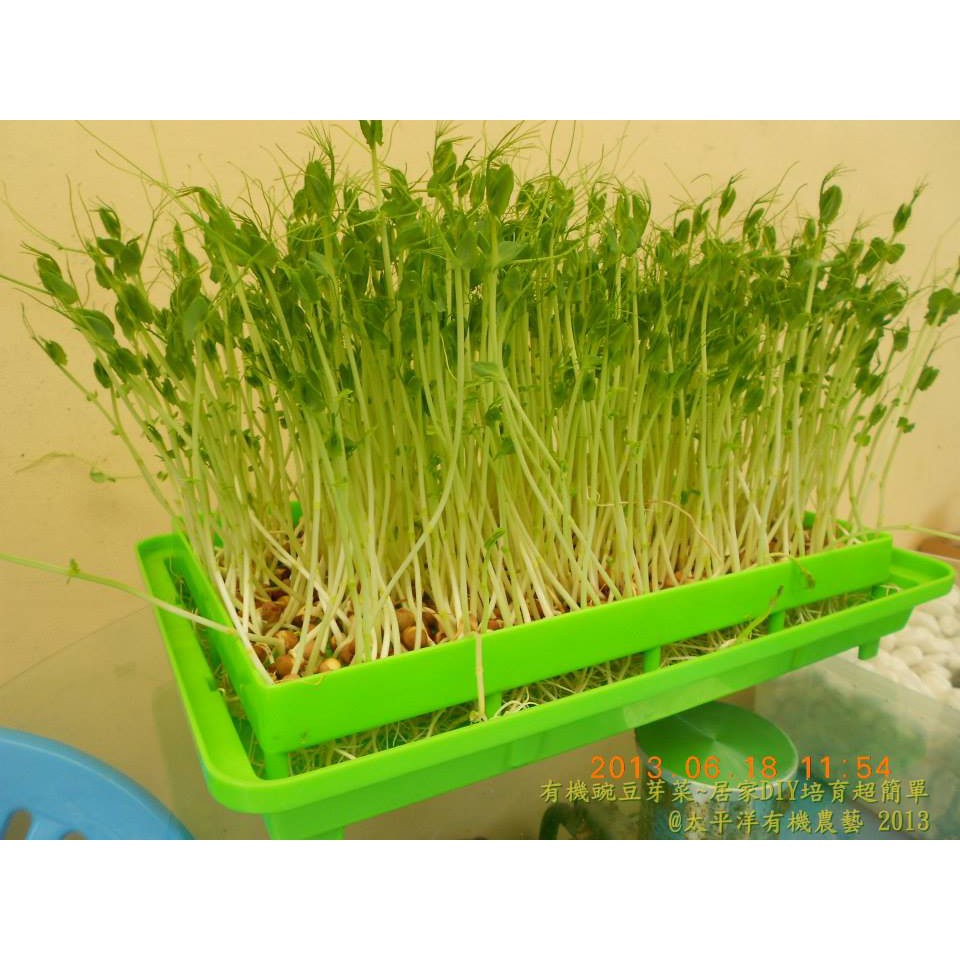 豌豆 荷蘭豆 45g裝澳洲活鮮進口可培育豌豆苗 小豆苗93 高發芽率 芽菜種子 芽苗菜種子 生菜種子 蝦皮購物