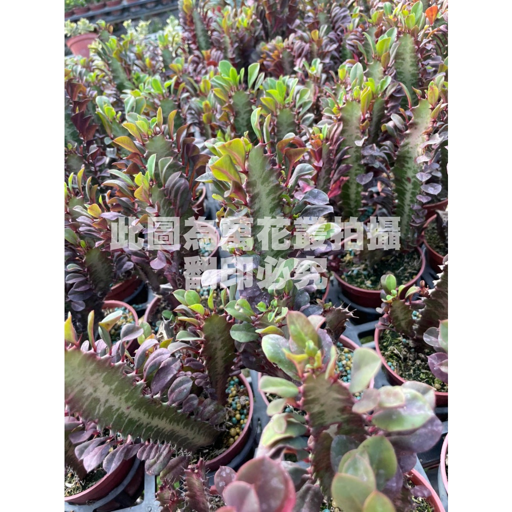 ☆萬花叢★仙人掌植物【彩雲閣仙人掌】★3吋盆★高約3-8cm☆