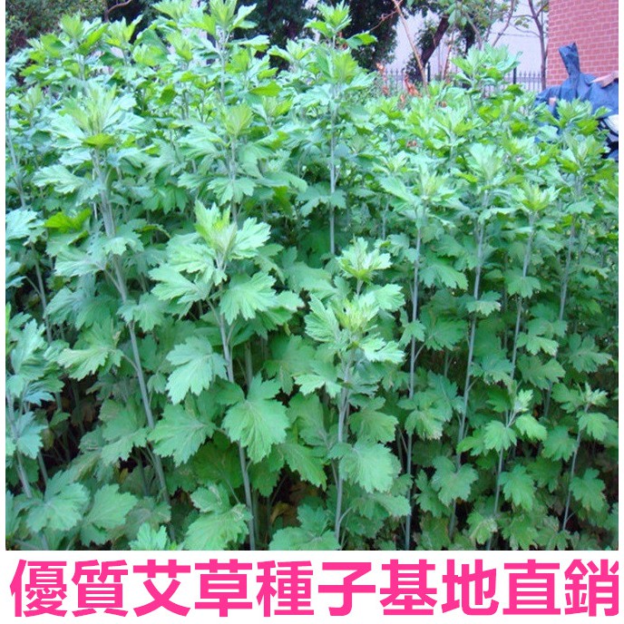 🌿【我想發芽】香艾草 大葉艾草 種子 種苗 防蚊蟲 葉片可泡茶 艾蒿艾葉艾絨 艾粿食用 易栽好活 陽台盆栽