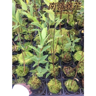 『525生態植物園』南嶺蕘花 （埔銀）