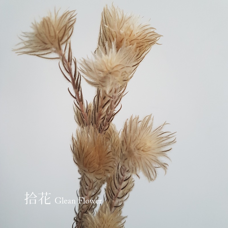 拾花 乾燥花素材澳洲毛筆花 蝦皮購物