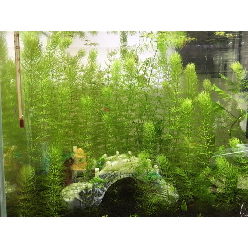 金魚藻本月促銷 特價2元買就送蘋果草魚缸真水草後景草入門款隨便養都能長魚缸草景 蝦皮購物