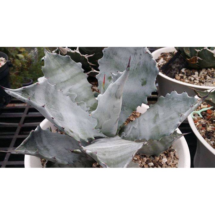 多肉植物 龍舌蘭【Agave colorata 武藏坊 】側芽