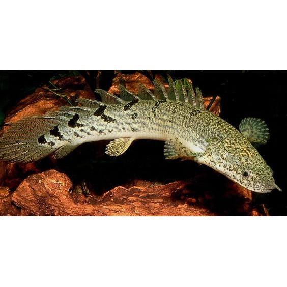 斑節恐龍人工活化石古代魚恐龍恐龍魚5 7cm 活餌 蝦皮購物