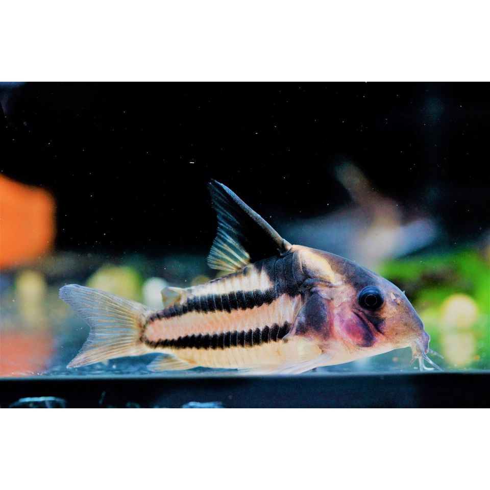 魚色南苑 超級二線鼠7cm 鼠魚活餌飼料 蝦皮購物