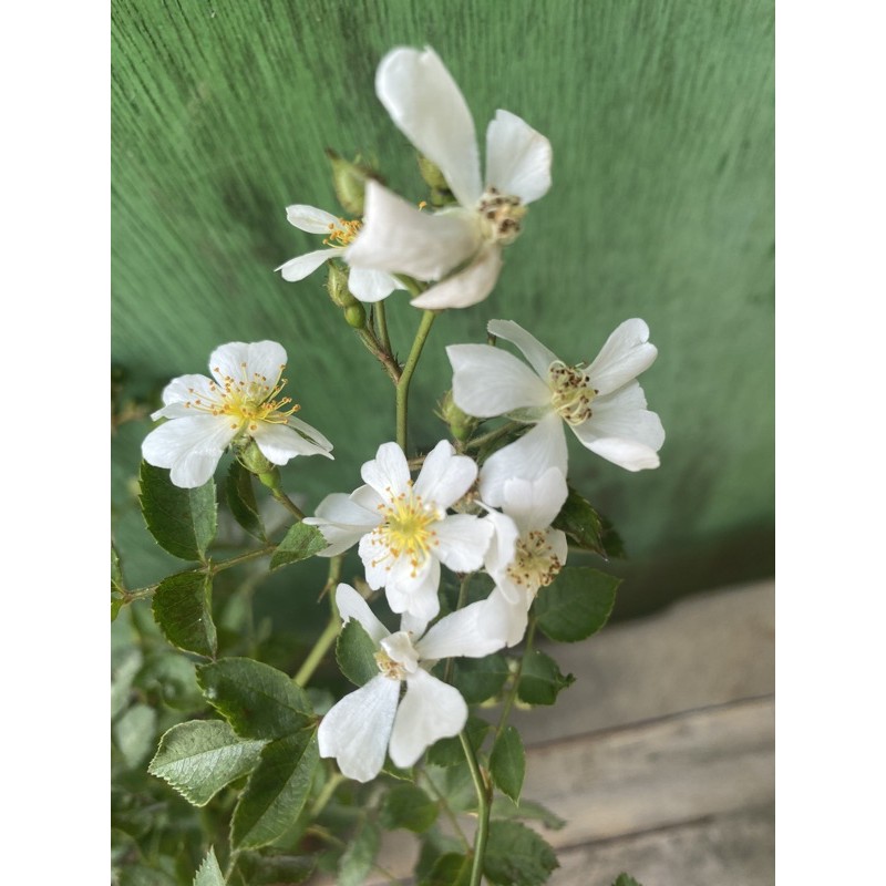 薔薇 日本照葉薔薇微月 蝦皮購物