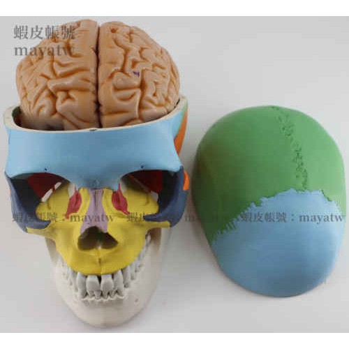 (MD-B_0827)彩色仿真頭顱腦模型 人體顱骨附腦頭骨頭顱大腦標本 顱腦解剖