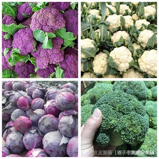 芊芊花卉園藝種子夯花椰菜松花菜西蘭花西藍花寶塔菜紫甘藍包心菜紫菜花種籽蔬菜種子s3xn Oefy Ylcd Beecost