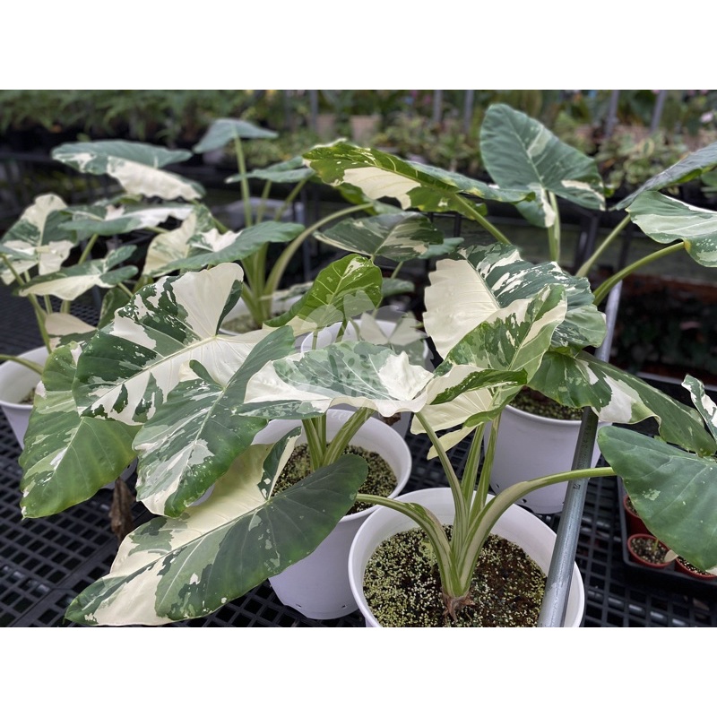 《FancyPlantsy梵希園藝》Alocasia macrorrhiza Albo 白斑姑婆芋  觀葉植物 雨林植物