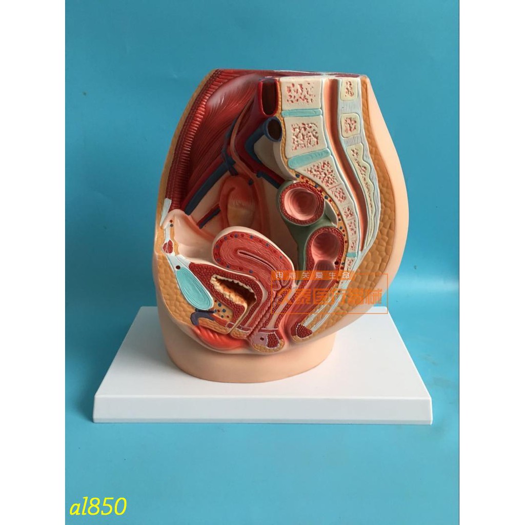 預購7 10天男女性盆腔矢狀解剖模型女性生殖泌尿系統模型男性生殖器解剖 蝦皮購物