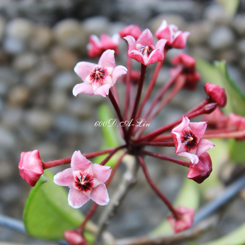 10%蝦幣回饋 很美 一物一拍 HOYA CARNOSA (darker pink flower)毬蘭
