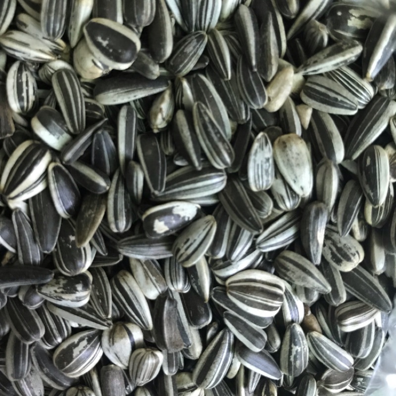 可口小葵花籽100g 蝦皮購物