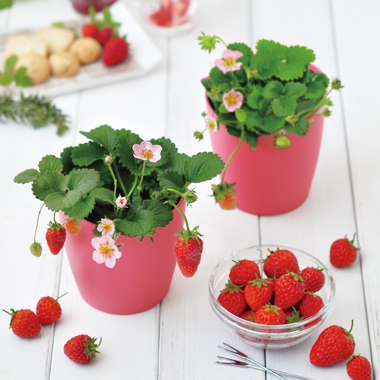 【日本限定】Bloom pink心型栽培套組/日本草莓 (正版授權/草莓/自己種草莓/植栽組/果凍種子)