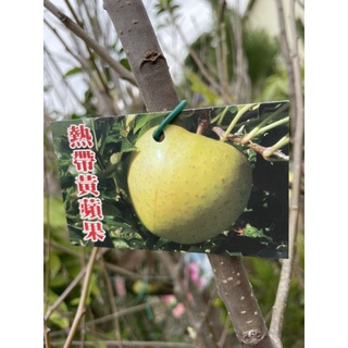 霏霏園藝 熱帶黃蜜蘋果成樹3-4年苗特價一棵300元種1-2年生果高度150-160公分以上原價一棵500元