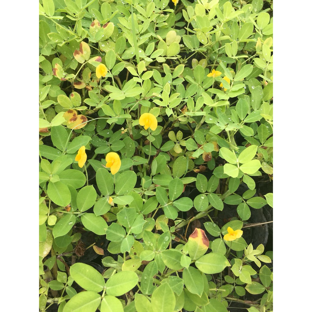 一禪種苗園 1組10棵 蔓花生 長喙花生 地被植物 3吋盆 蝦皮購物