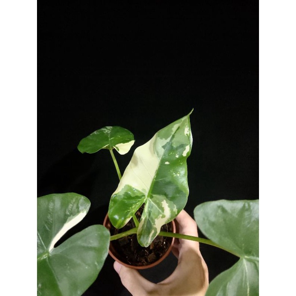 斑葉姑婆芋 白斑姑婆芋 斑葉植物 雨林植物 室內植栽