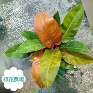 初花農場2店|彩虹帝王蔓綠絨|3寸盆/5寸盆|觀葉植物|室內植物|