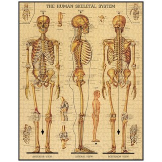歐美進口拼圖（Cavallini & Co）/1000片/Skeletal System