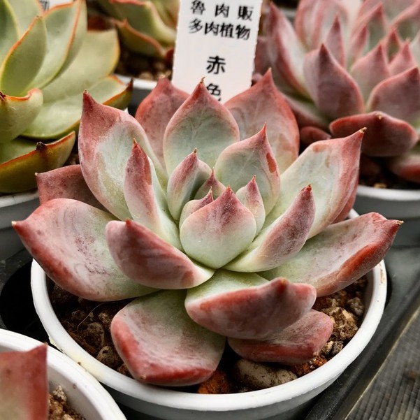 多肉植物 赤色風暴 魯肉販 蝦皮購物
