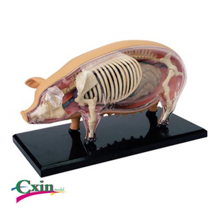 4D Master益智拼裝玩具仿真動物生物豬器官解剖醫學用教學模型